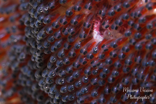 clown fish Eggs