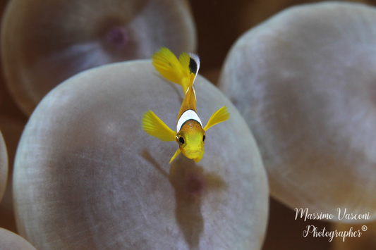 clown fish  Yang
