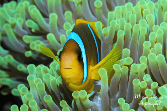 clown fish