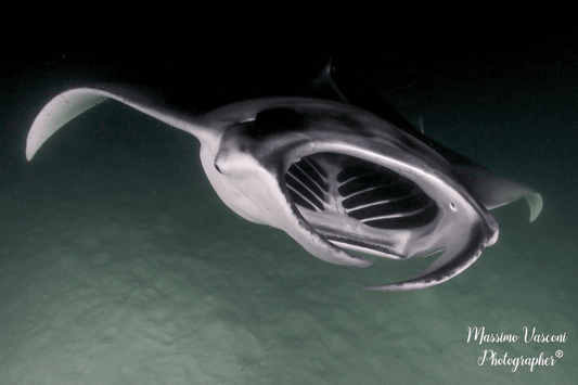 Manta