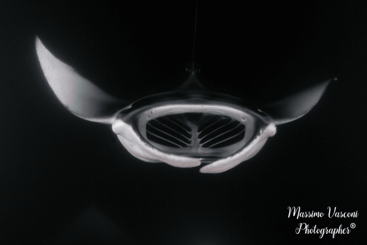 manta