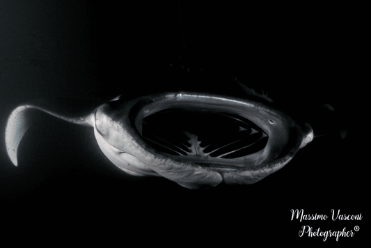 Manta