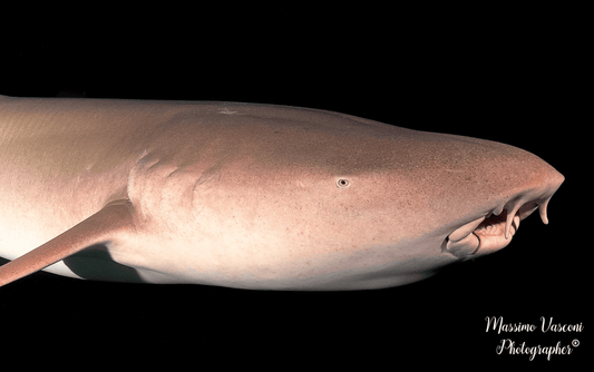 shark Nurse