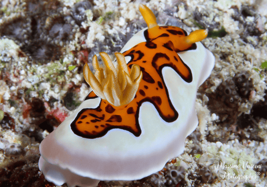 Nudibranch