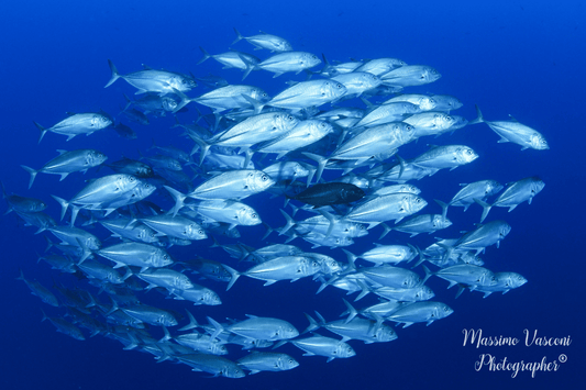 jack fish