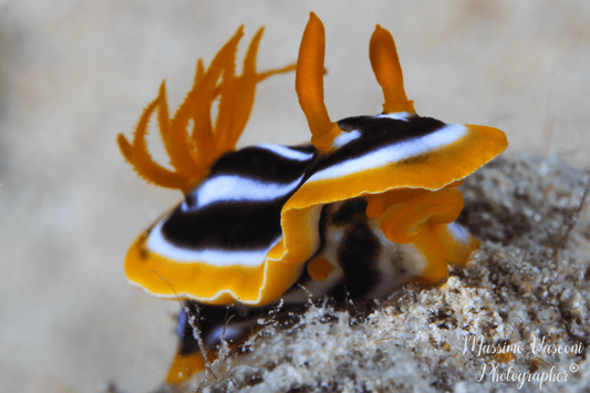 nudibranch