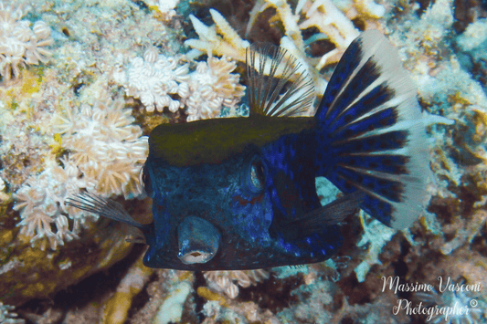blue box fish