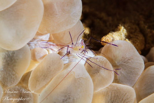 shrimp on coral bubble