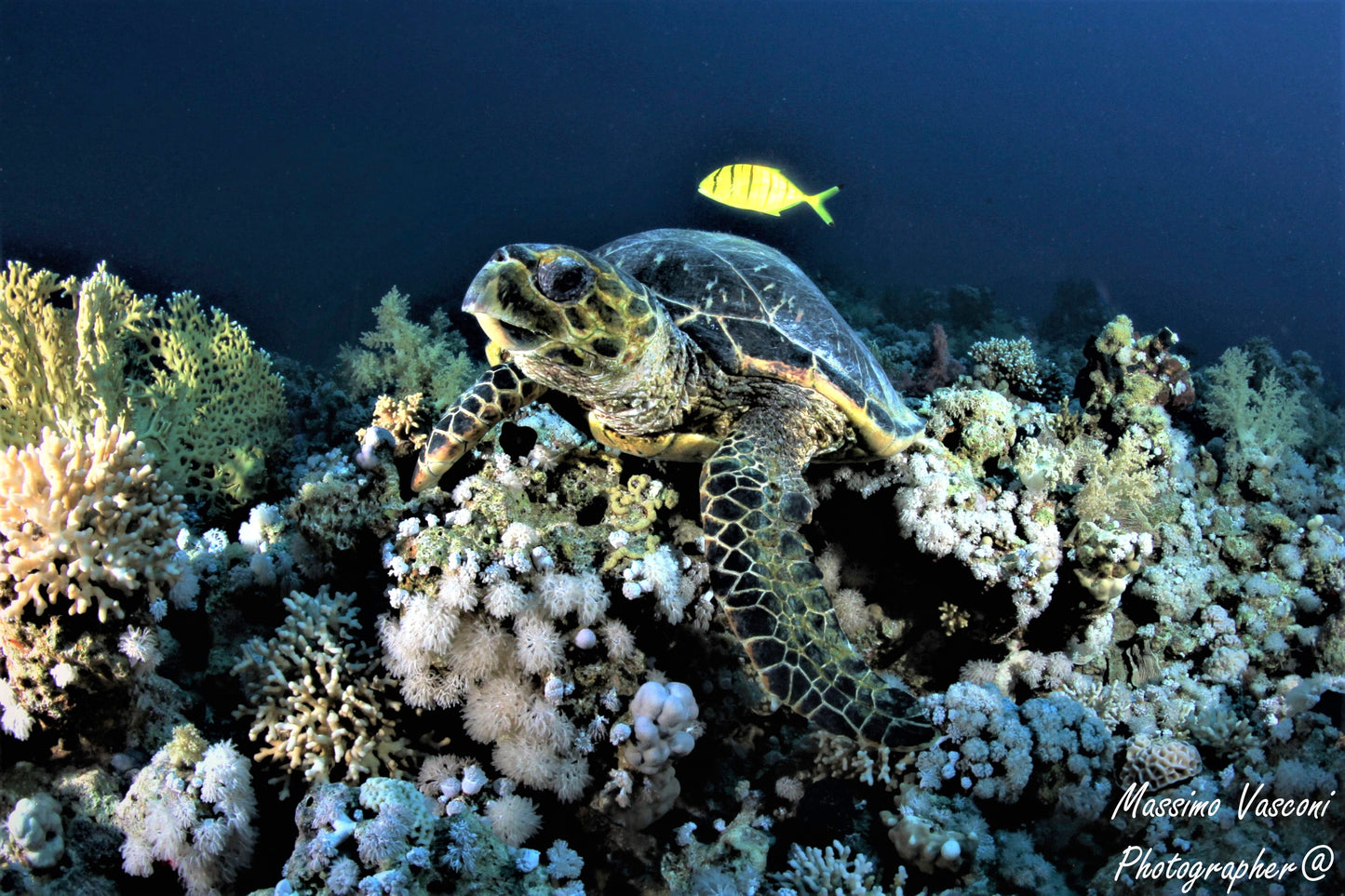 turtle