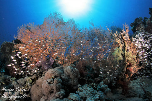 gorgonia