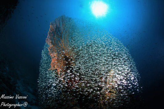gorgonia
