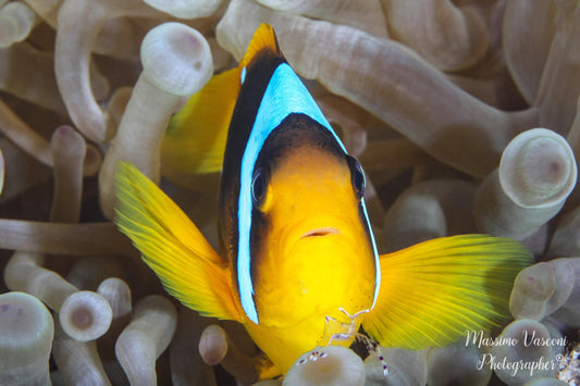 clown fish