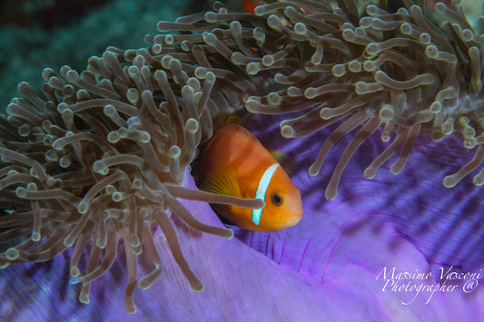 clown fish