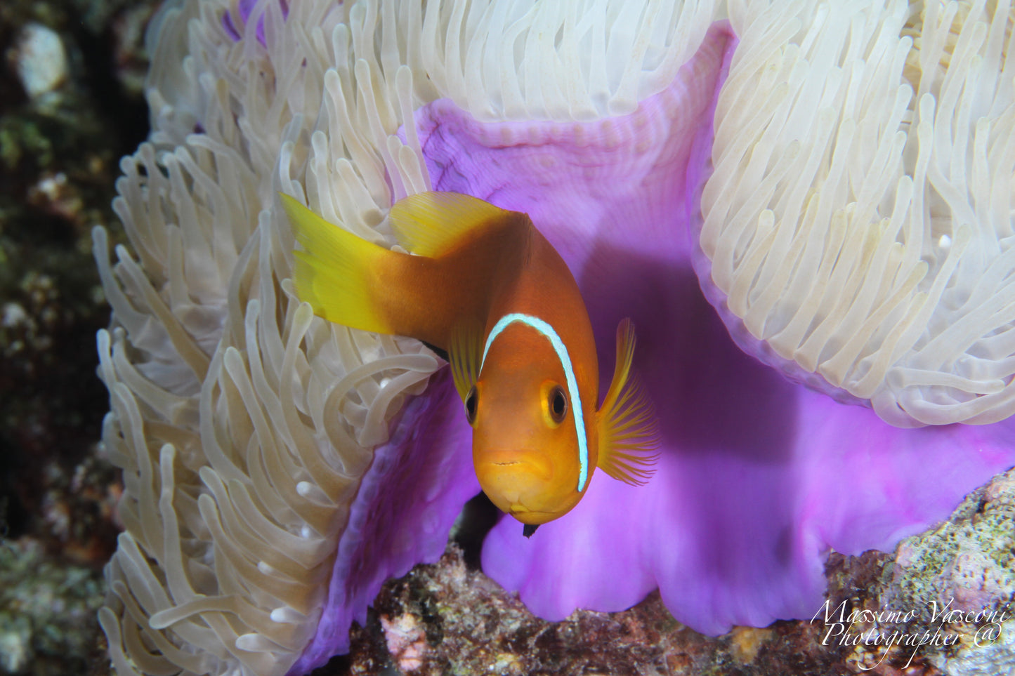 clown fish