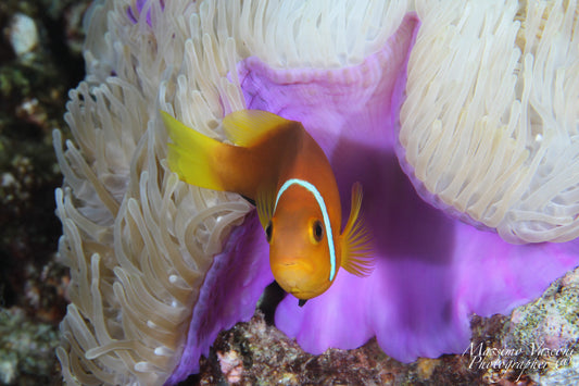 clown fish