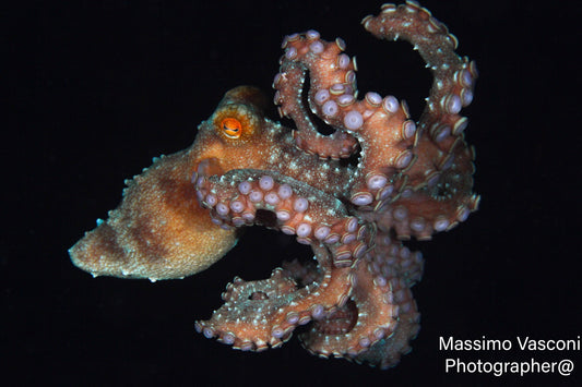Octopus