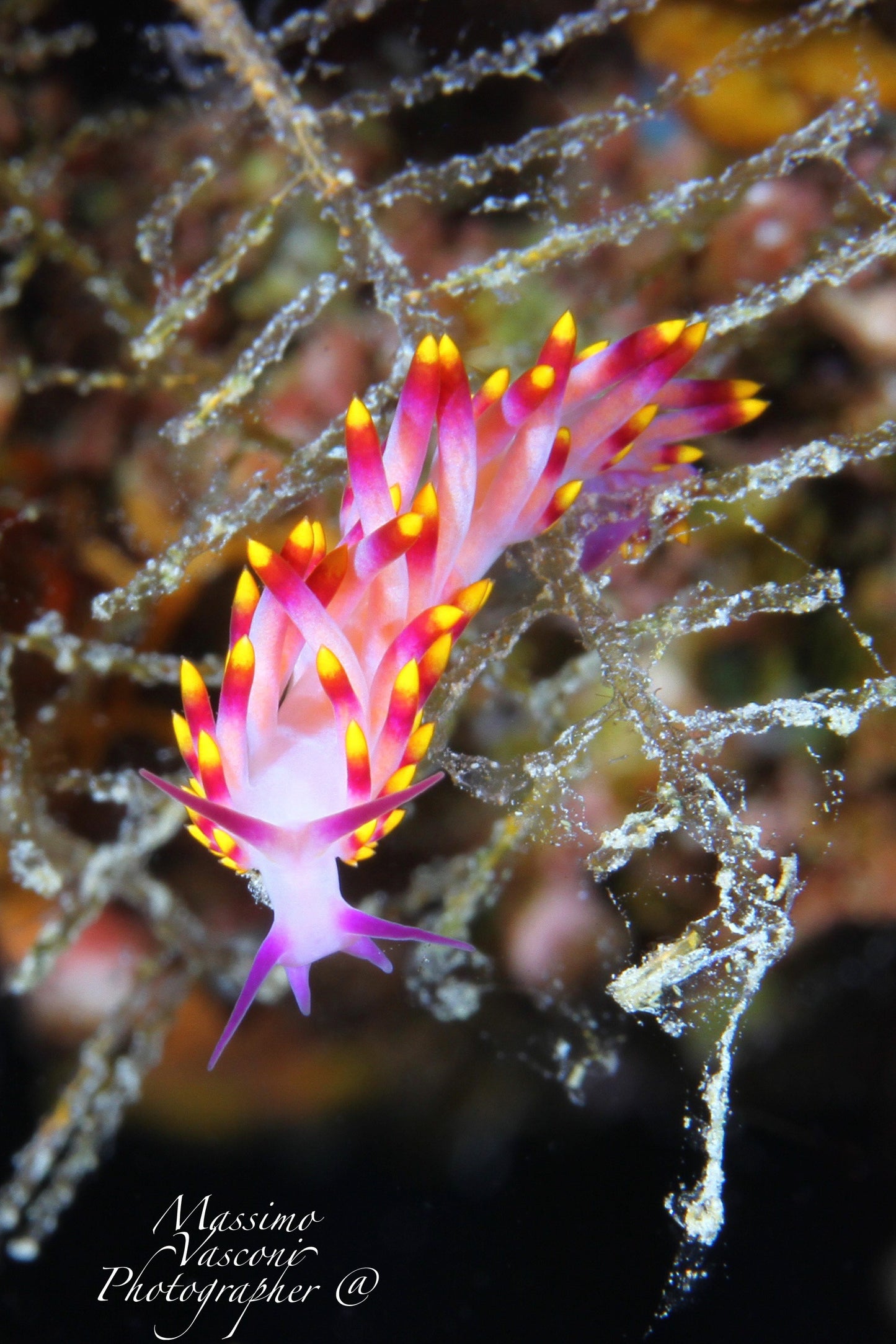 nudibranch