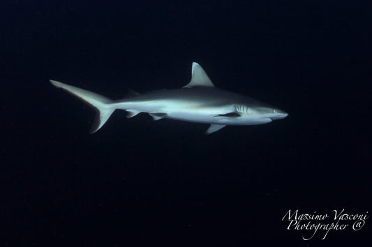 shark