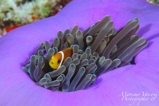 clown fish