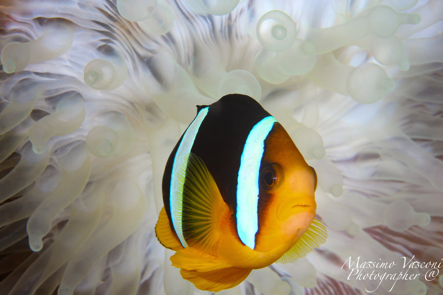 clown fish