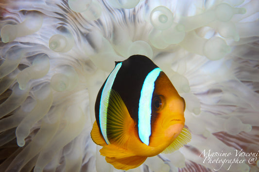 clown fish