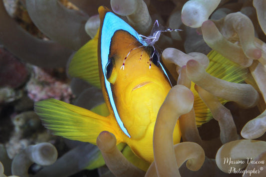 clown fish