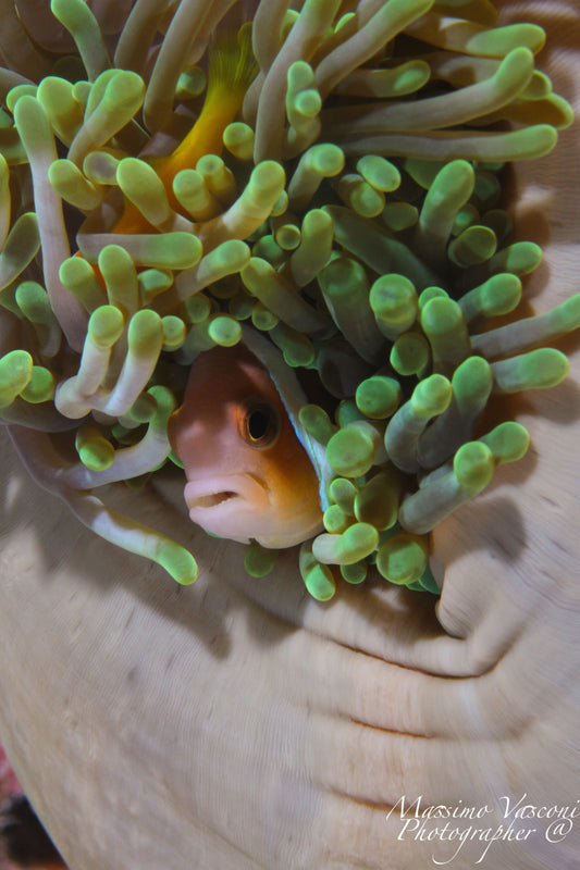 clown fish