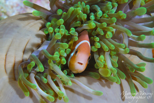 clown fish