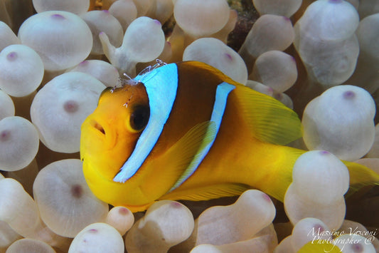 clown fish