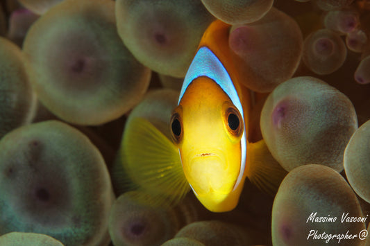 clown fish