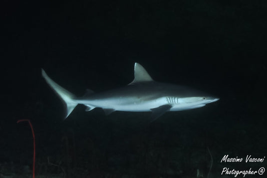 shark grey