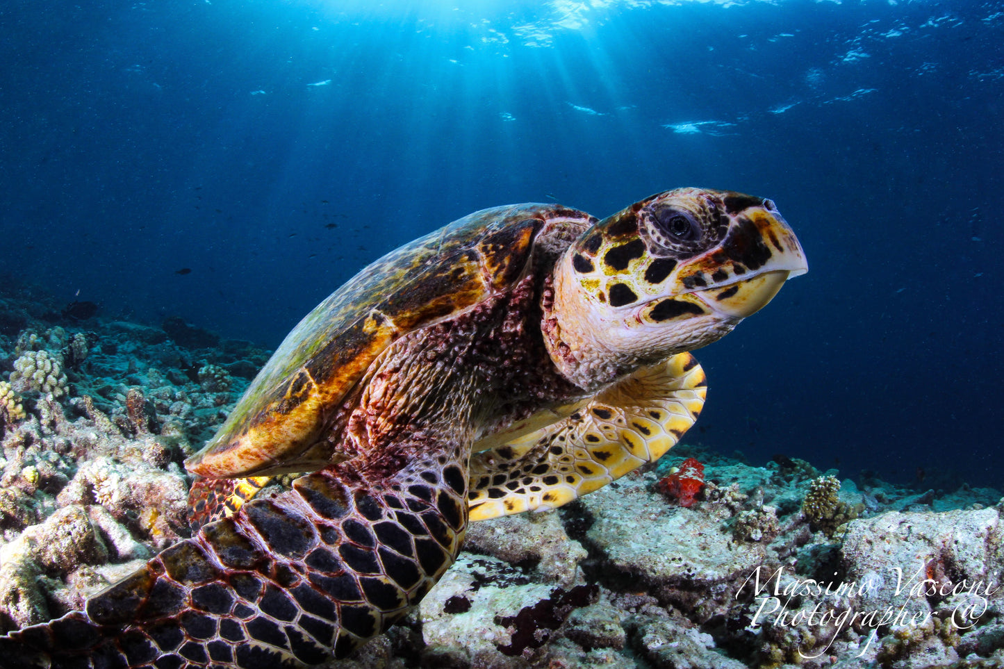 turtle