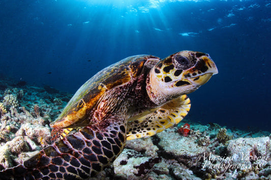 turtle